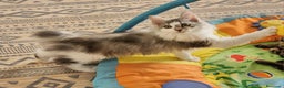 Kurilean Bobtail de Pelo Largo gatos en venta: Kurilian Macho - Anuncio 2