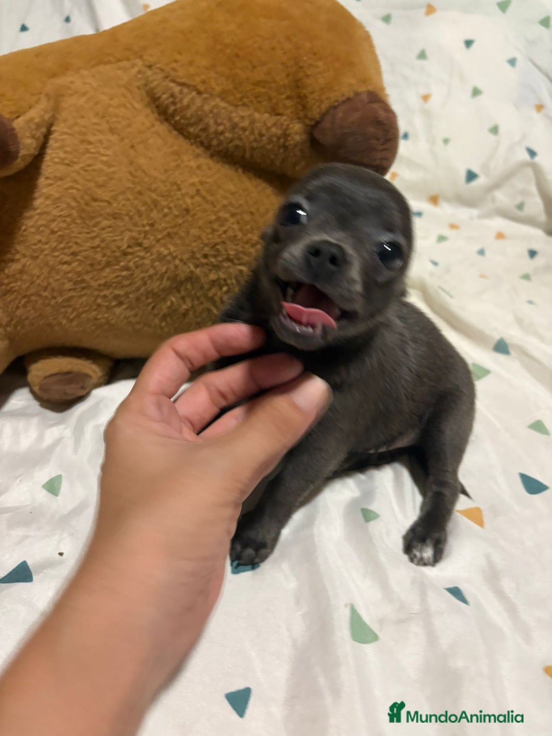 Chihuahua perros en venta: Chihuahua toy blue - Imagen 7