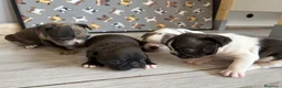 Bulldog Francés perros en venta: Bulldog frances - Anuncio 11