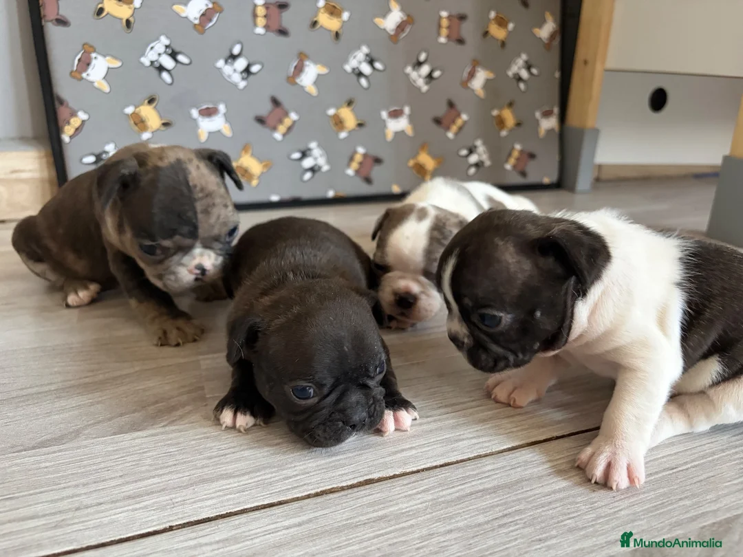 Bulldog Francés perros en venta: Bulldog frances - Anuncio 11
