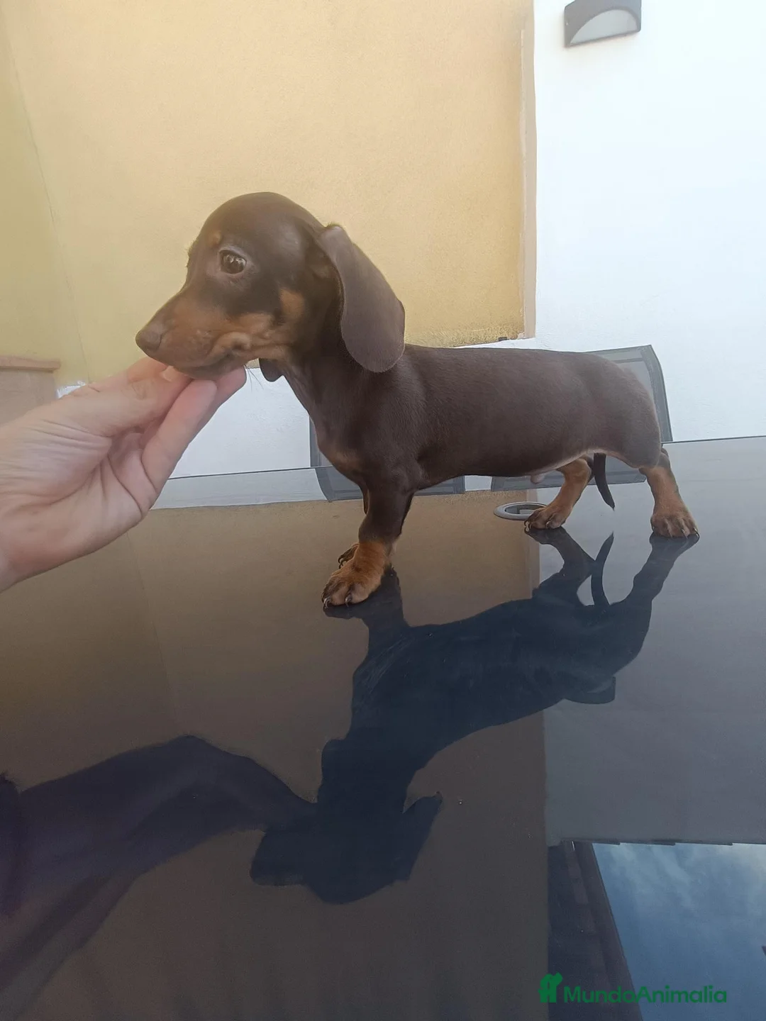 Teckel Miniatura perros en venta: Último Machito de la Camada Teckel Chocolate Mini - Anuncio 1