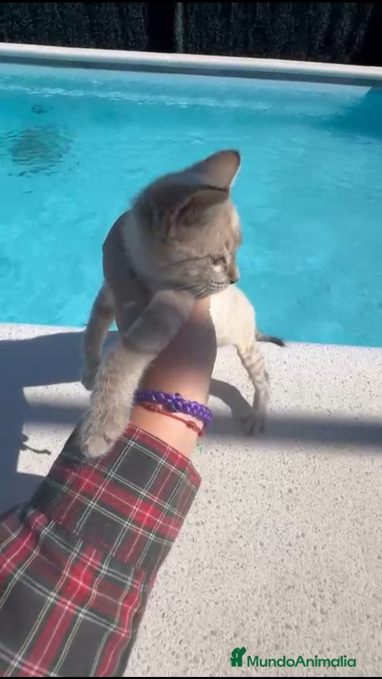 Siamés gatos GATITAS SIAMÉS - Anuncio 5