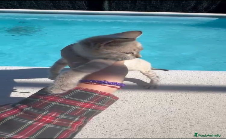 Siamés gatos GATITAS SIAMÉS - Anuncio 2