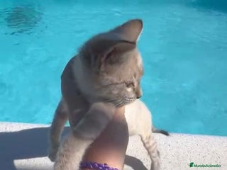 Siamés gatos - Anuncio 12