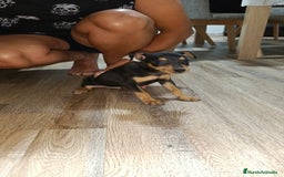 Pinscher Miniatura perros en venta: Macho pinche - Imagen 2