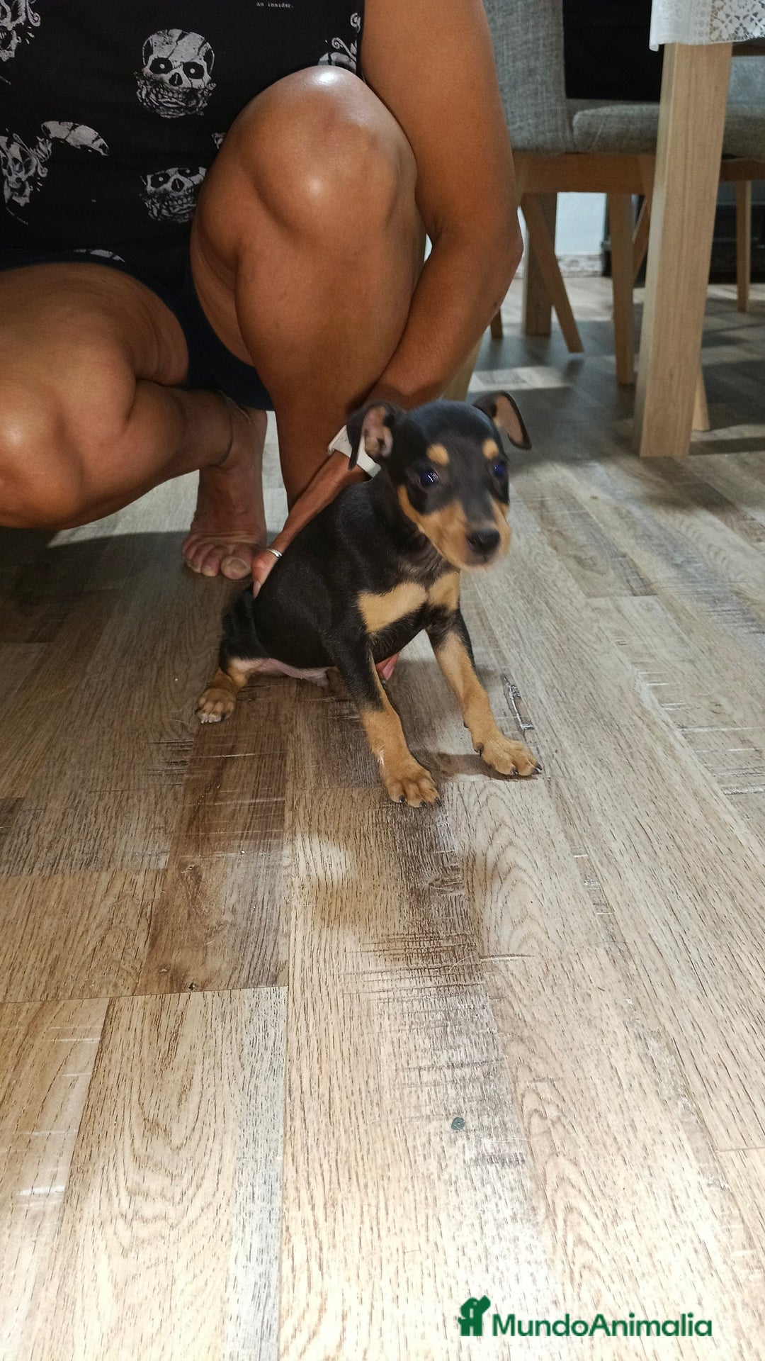 Pinscher Miniatura perros en venta: Macho pinche - Imagen 2