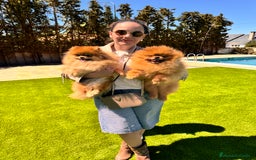 Pomerania perros en venta: Pomerania  - Imagen 1
