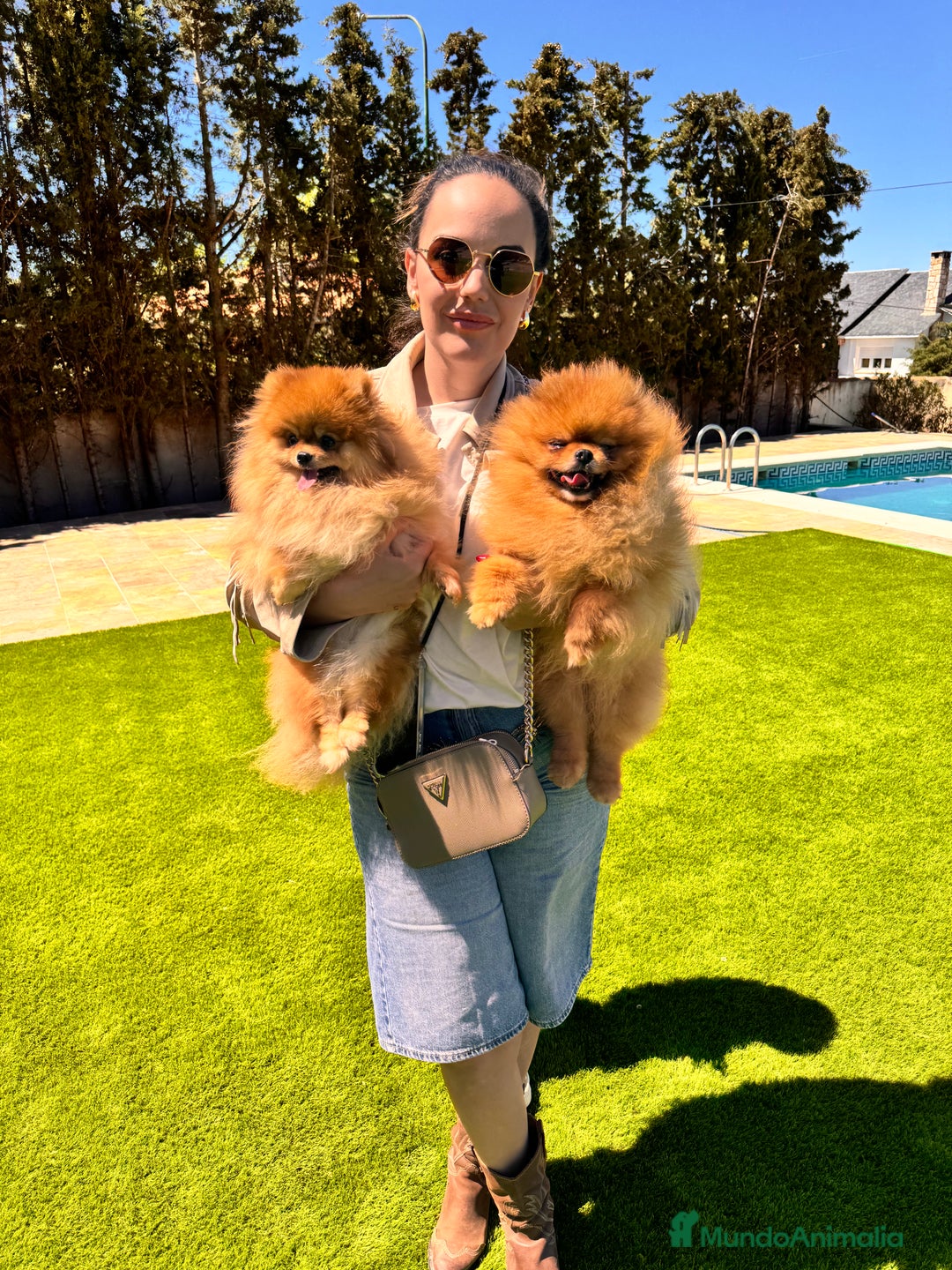 Pomerania perros en venta: Pomerania  - Imagen 1