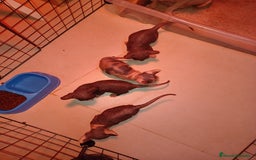 Sphynx gatos en venta: Gato esfinge  - Imagen 3