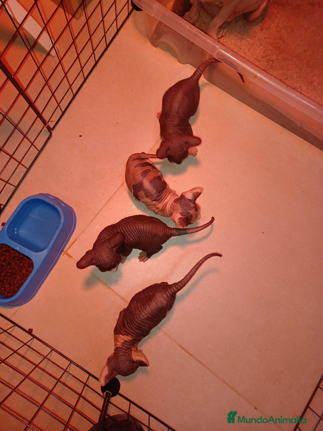 Sphynx gatos en venta: Gato esfinge  - Imagen 3