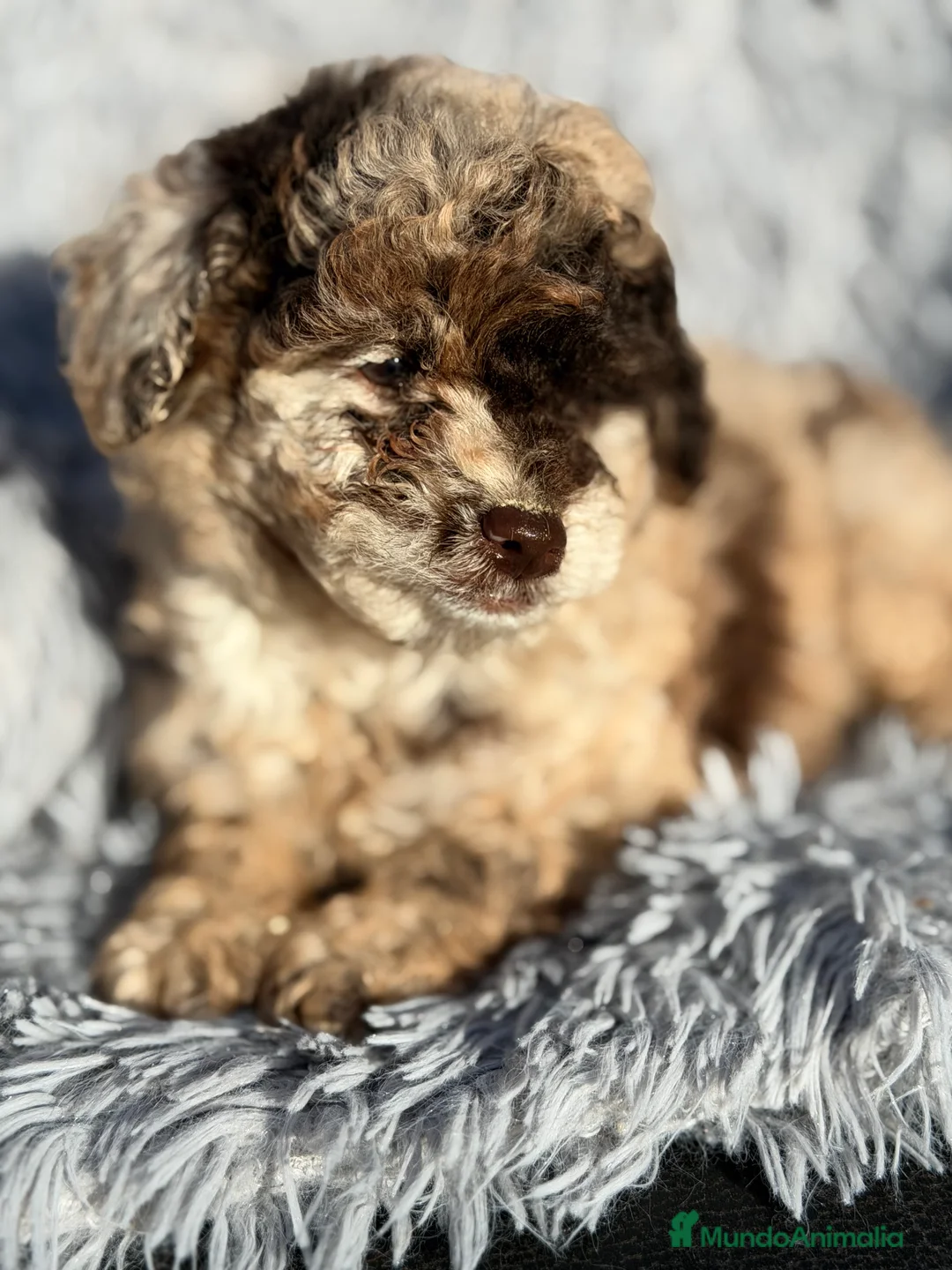 Caniche Toy perros en venta: Caniche Merle chocolate  - Anuncio 2