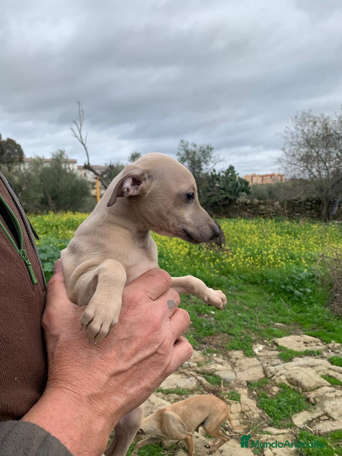 Pequeño Lebrel Italiano perros Piccolo italiano  - Anuncio 22