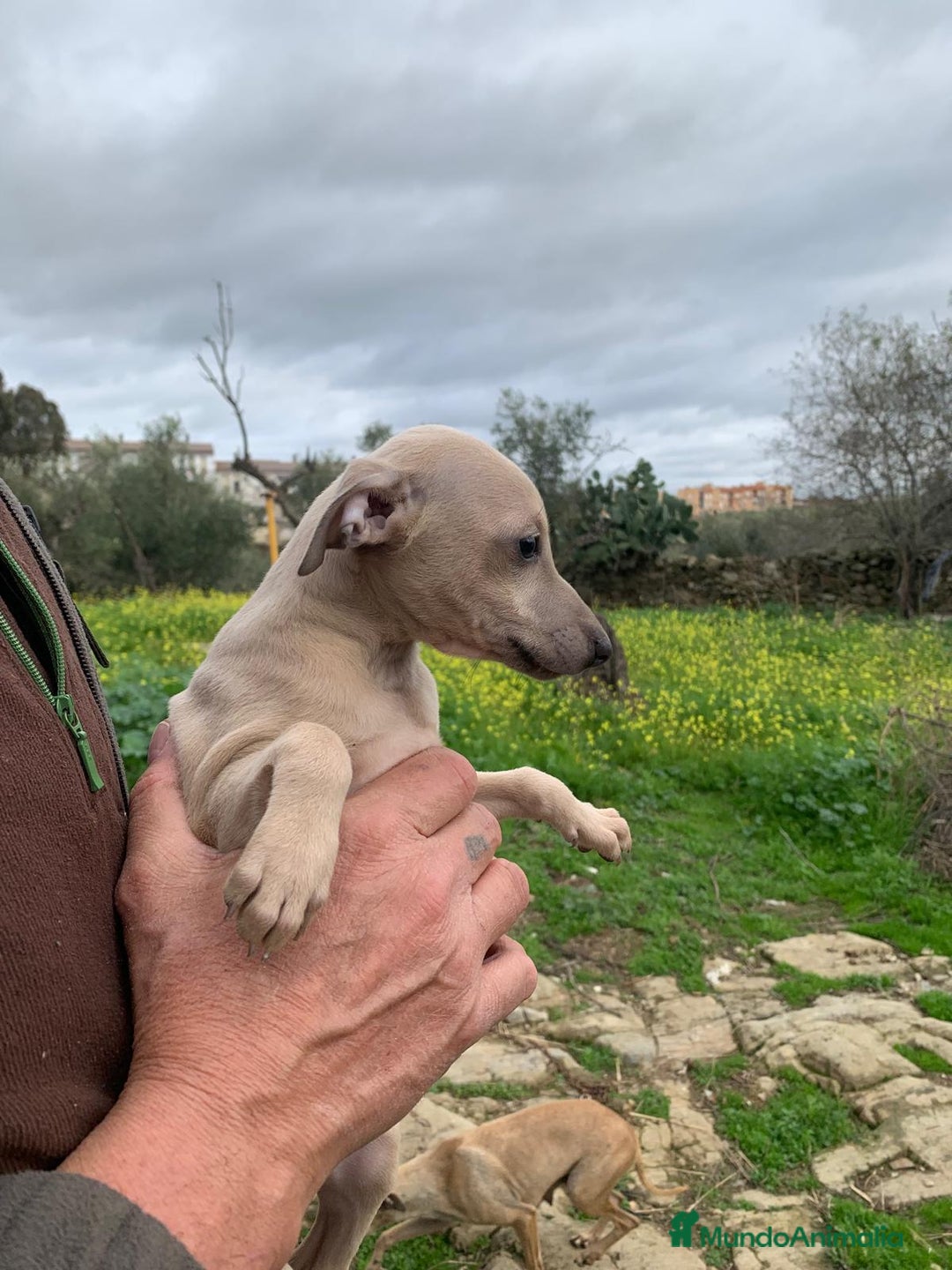 Pequeño Lebrel Italiano perros en venta: Piccolo italiano  - Anuncio 1