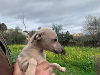 Pequeño Lebrel Italiano perros Piccolo italiano - Anuncio 2