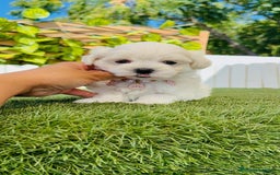 Bichón Maltés perros en venta: BICHÓN MALTÉS HEMBRA - Imagen 13