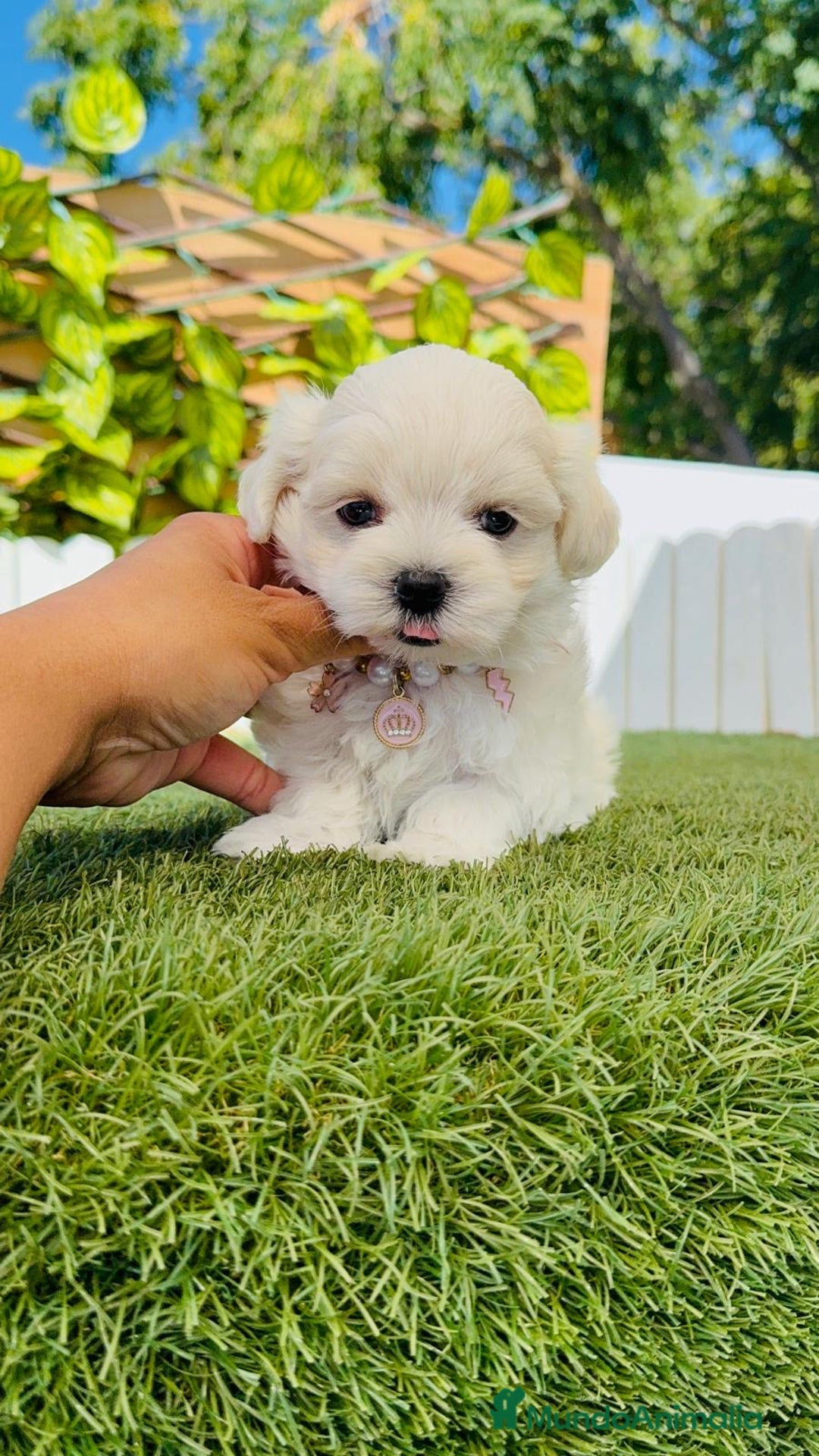 Bichón Maltés perros en venta: BICHÓN MALTÉS HEMBRA - Imagen 13