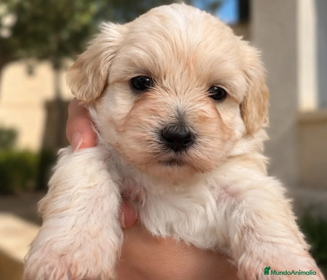 Maltipoo perros en venta: Maltipoo - Anuncio 4