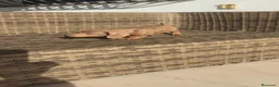 Teckel Miniatura perros en venta: Teckel Mini Arlequín macho ojos claros - Anuncio 16