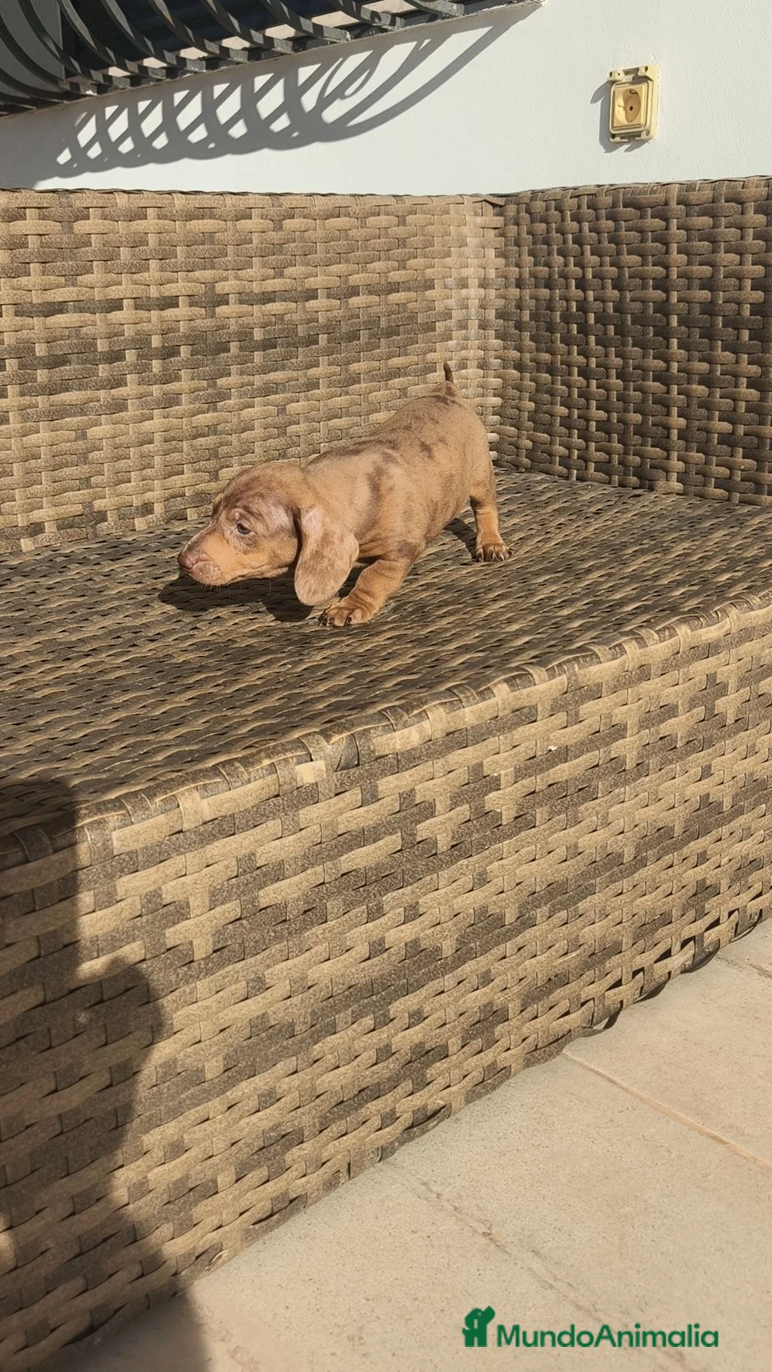 Teckel Miniatura perros en venta: Teckel Mini Arlequín macho ojos claros - Anuncio 16