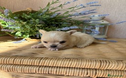 Chihuahua perros en venta: Chihuahuas machoy toy disponible!! - Imagen 6