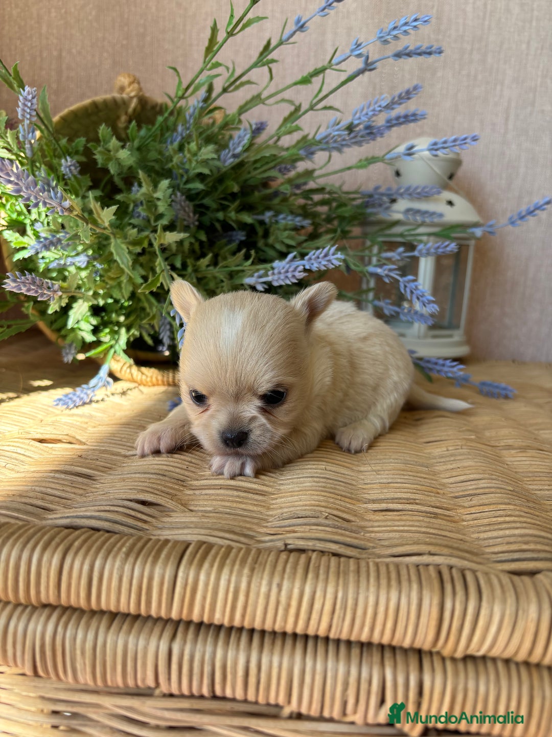 Chihuahua perros en venta: Chihuahuas machoy toy disponible!! - Imagen 6