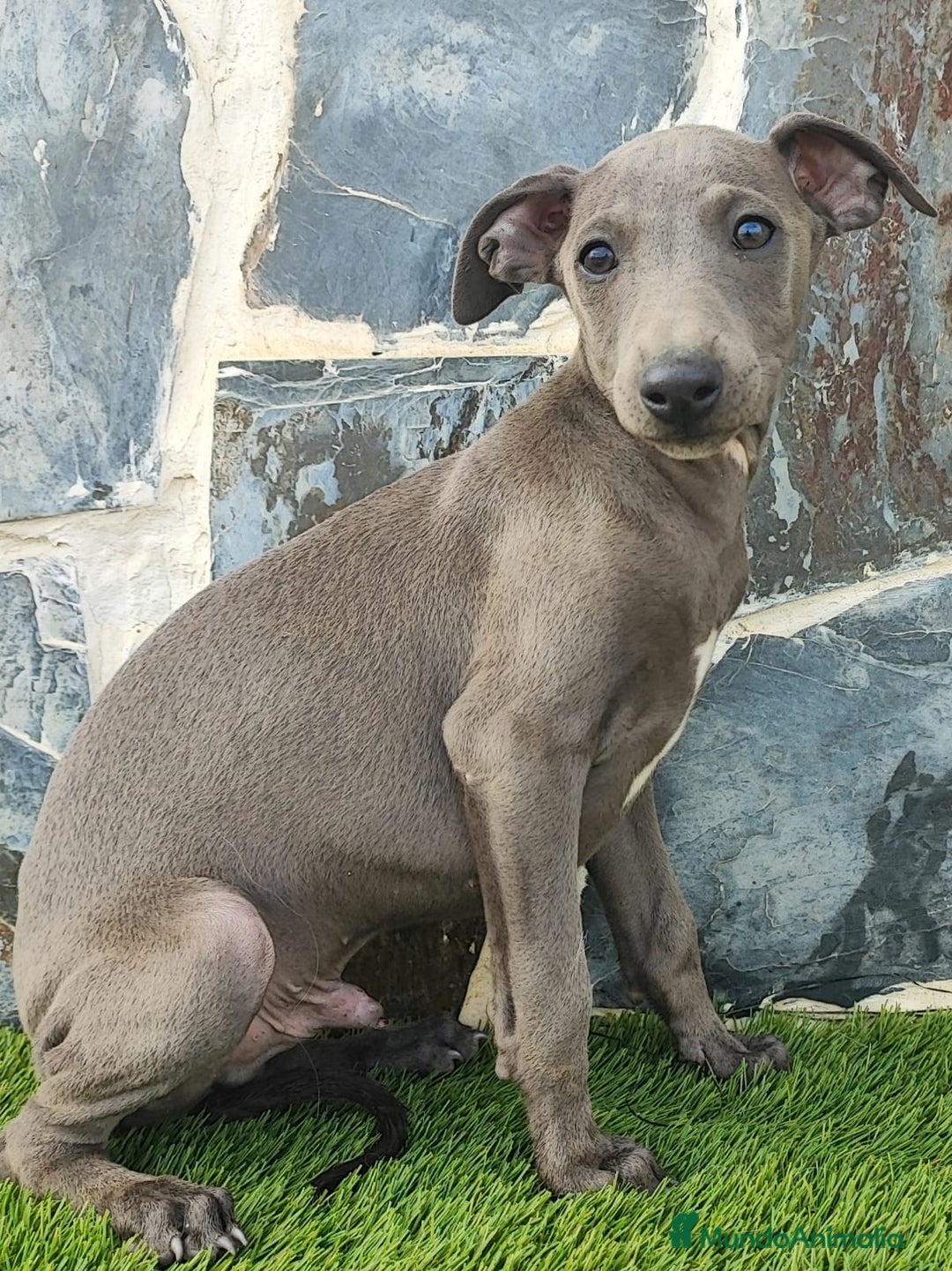 Whippet perros en venta: WHIPPET MACHOS Blanco y blue  - Anuncio 6