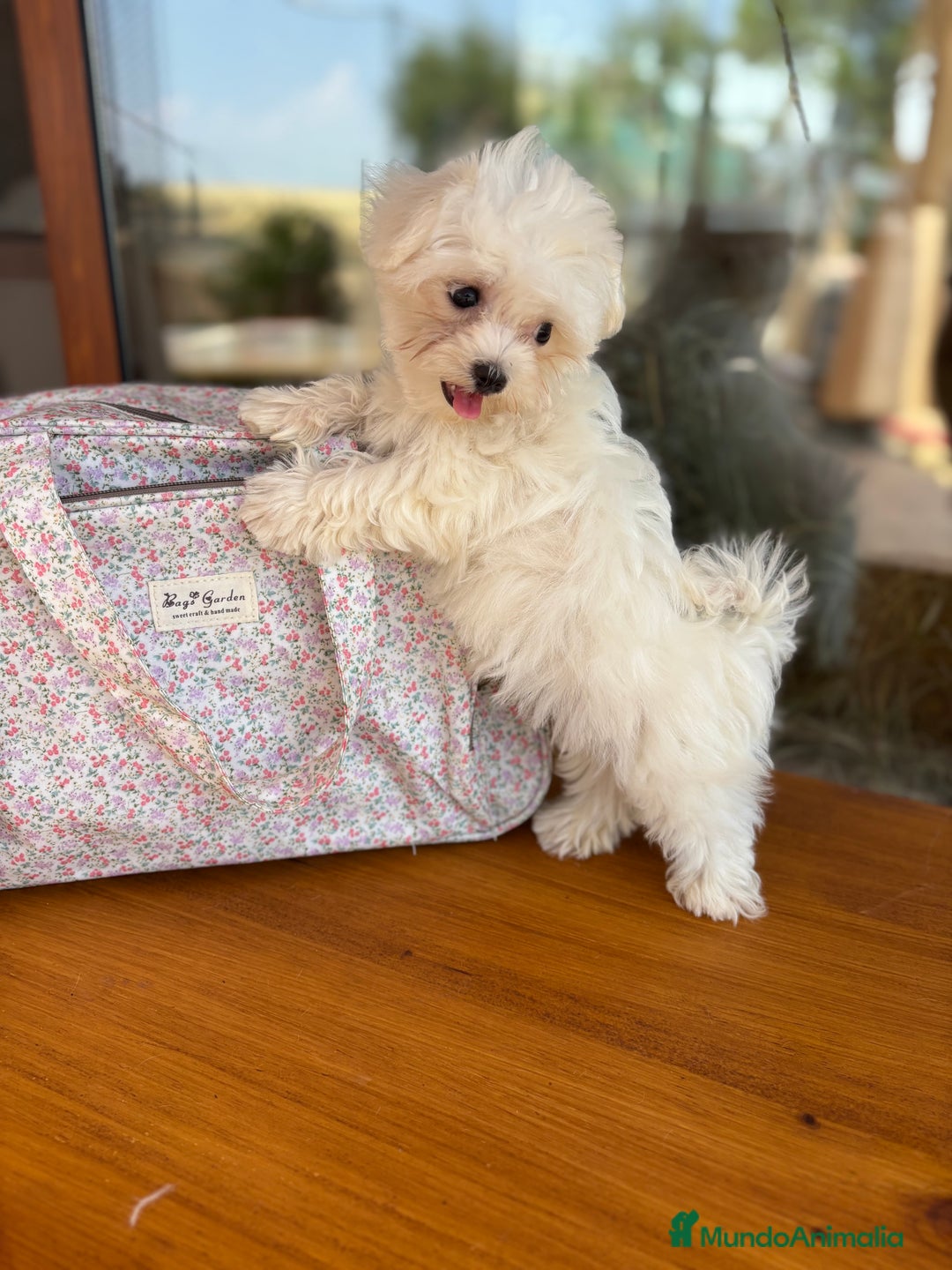 Bichón Maltés perros en venta: Bichon Maltés Toy macho y hembra  - Imagen 5