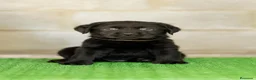 Labrador Retriever perros en venta: LABRADOR NEGRO DISPONIBLE - Anuncio 4