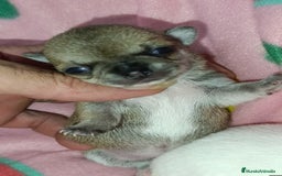 Chihuahua perros en venta: Chihuahuas Toy cabecita manzana  - Imagen 3