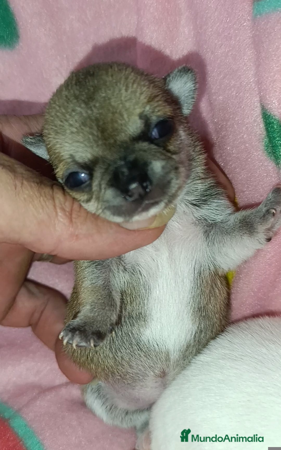 Chihuahua perros en venta: Chihuahuas Toy cabecita manzana  - Imagen 3