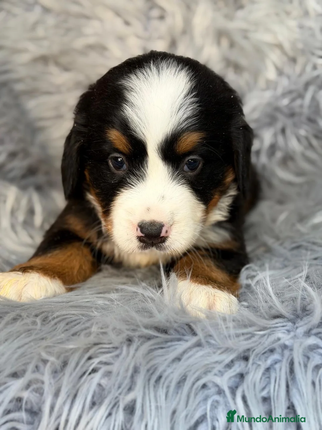 Boyero de Berna perros en venta: BOYERO DE BERNA CALIDAD - Anuncio 2