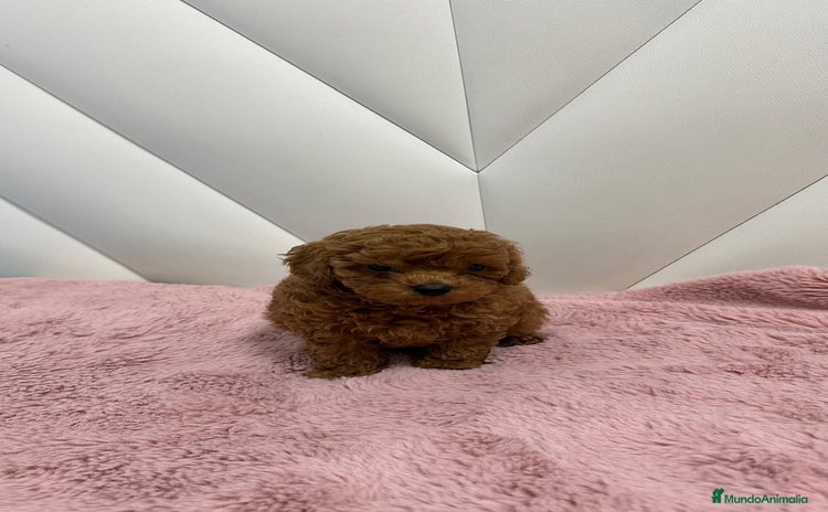 Caniche Toy perros - Anuncio 4