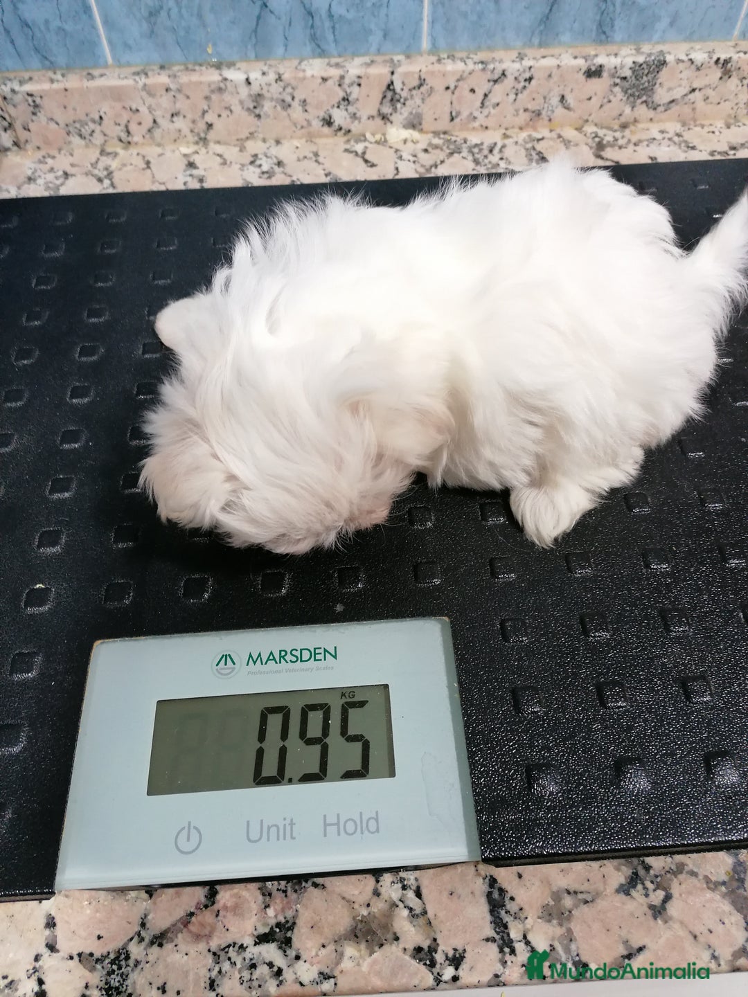 Bichón Maltés perros en venta: Bichon maltés  - Anuncio 3