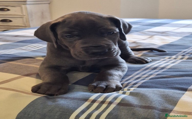 Dogo Alemán perros - Anuncio 1