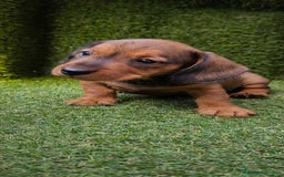 Teckel Miniatura perros en venta: camada teckel mini  - Imagen 23