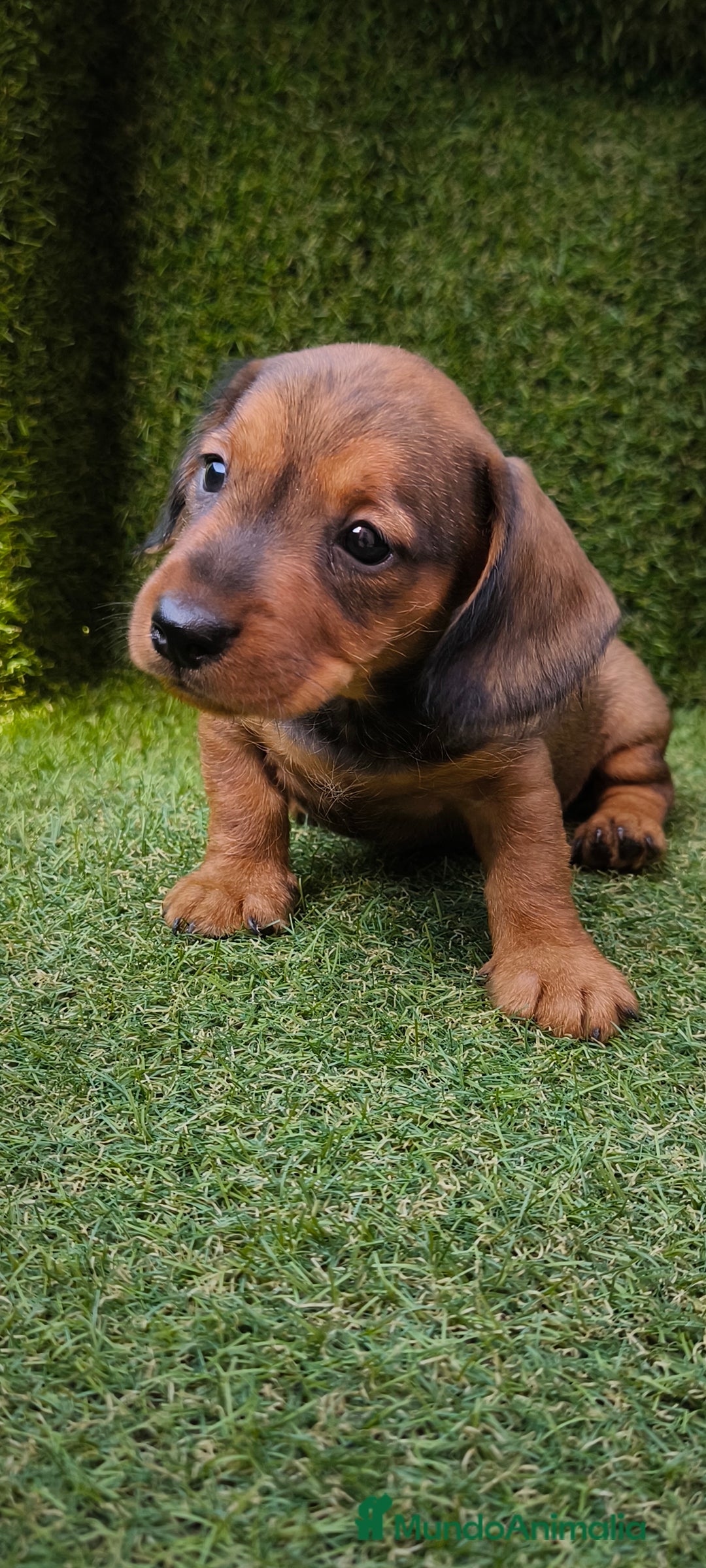 Teckel Miniatura perros en venta: camada teckel mini  - Imagen 23