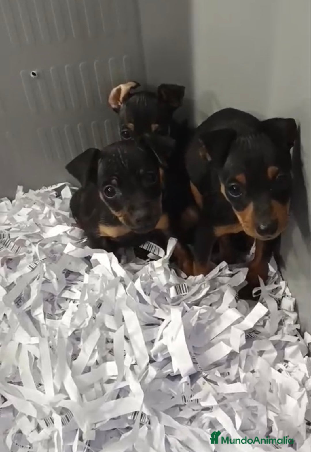 Pinscher Miniatura perros en venta: PRECIOSOS MINI PINSHER BEBES  - Anuncio 3