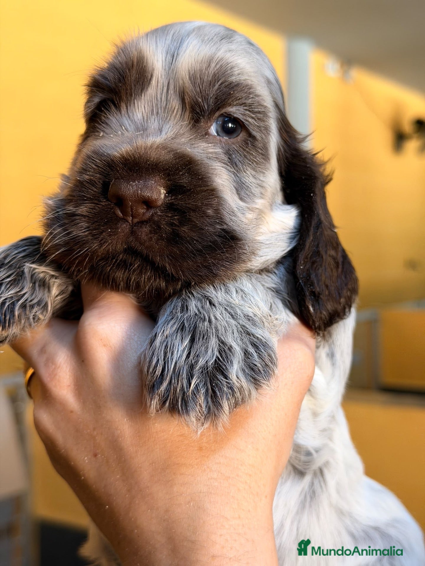 Cocker Spaniel Inglés perros en venta: Cocker precioso macho - Anuncio 1