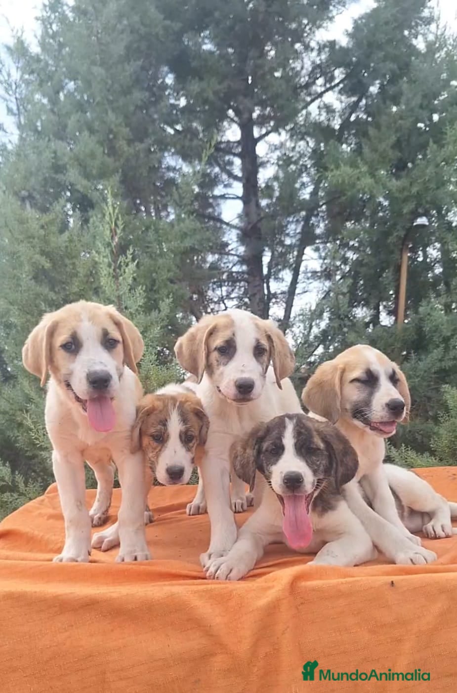 Mastín Español perros Mastín español  - Anuncio 2