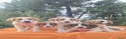 Mastín Español perros en venta: Mastín español  - Anuncio 1