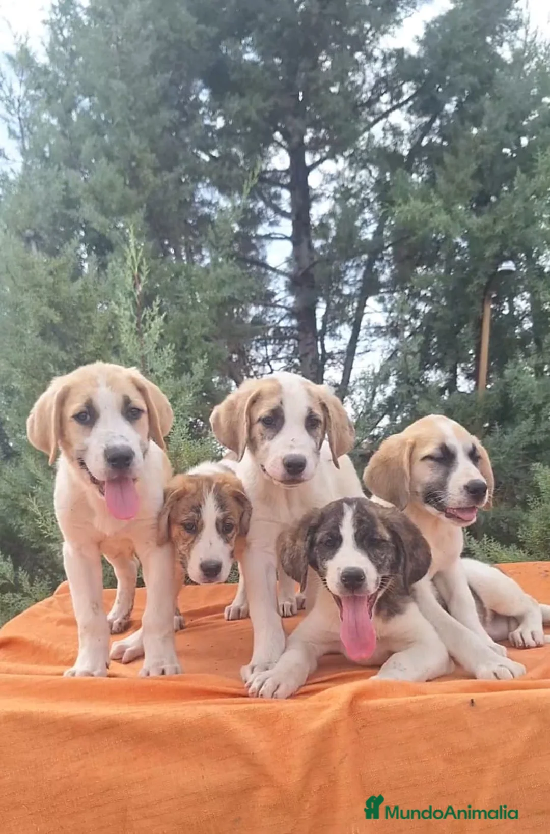 Mastín Español perros en venta: Mastín español  - Anuncio 1