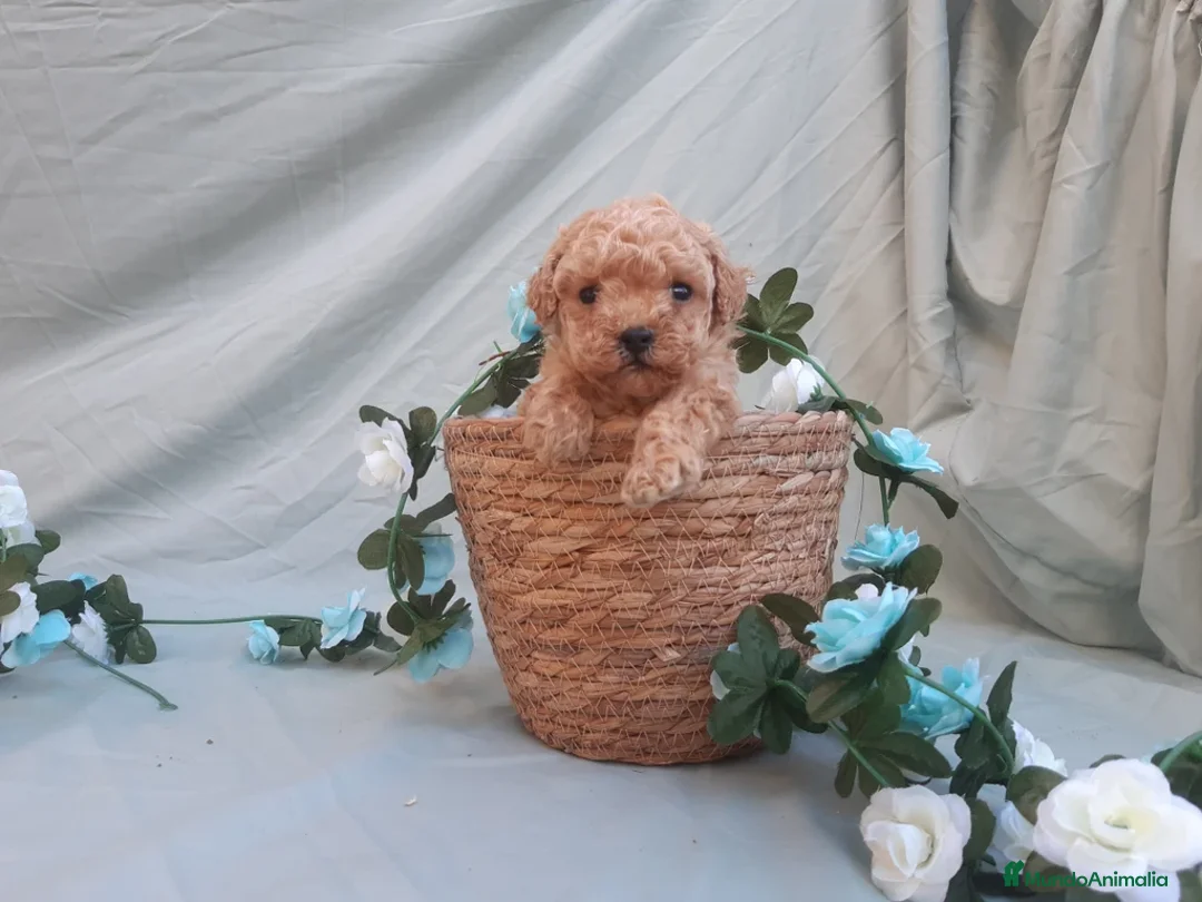 Caniche Toy perros en venta: PRECIOSOS CANICHE  ROJO LINEA TOY - Anuncio 1