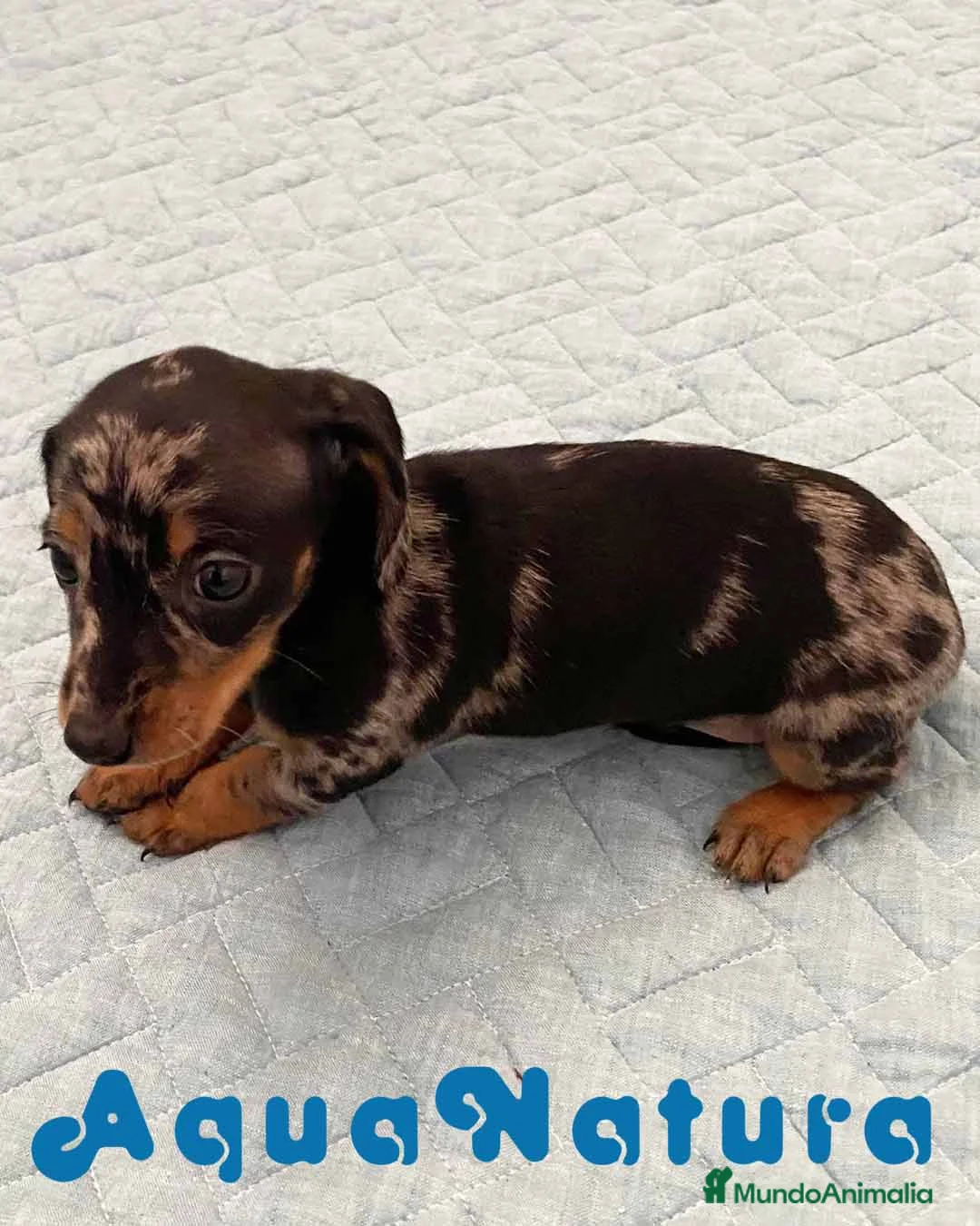 Teckel perros en venta:  Teckel Hembra 6258 - AQUANATURA en Barcelona - Anuncio 5