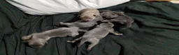 Raza Mixta perros en venta: Chipim azules y lilac - Anuncio 12