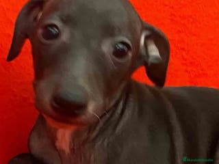 Pequeño Lebrel Italiano perros Lebrel Italiano Macho 7347 de BN - AQUANATURA en Barcelona - Anuncio 28