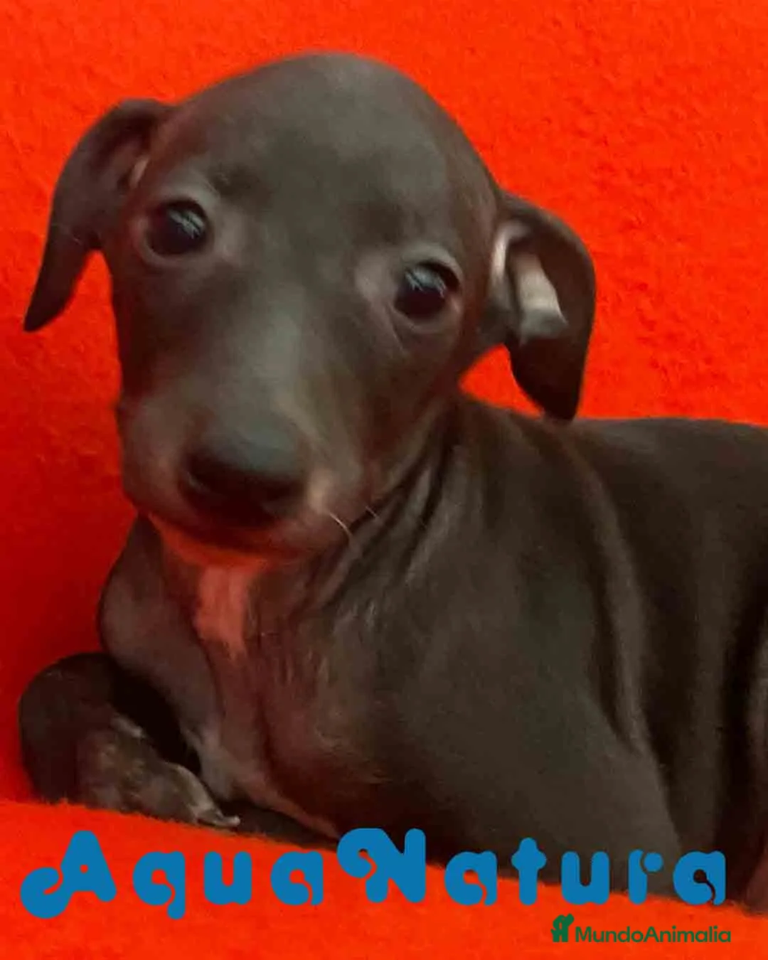 Pequeño Lebrel Italiano perros en venta: Lebrel Italiano Macho 7347 de BN - AQUANATURA en Barcelona - Anuncio 1