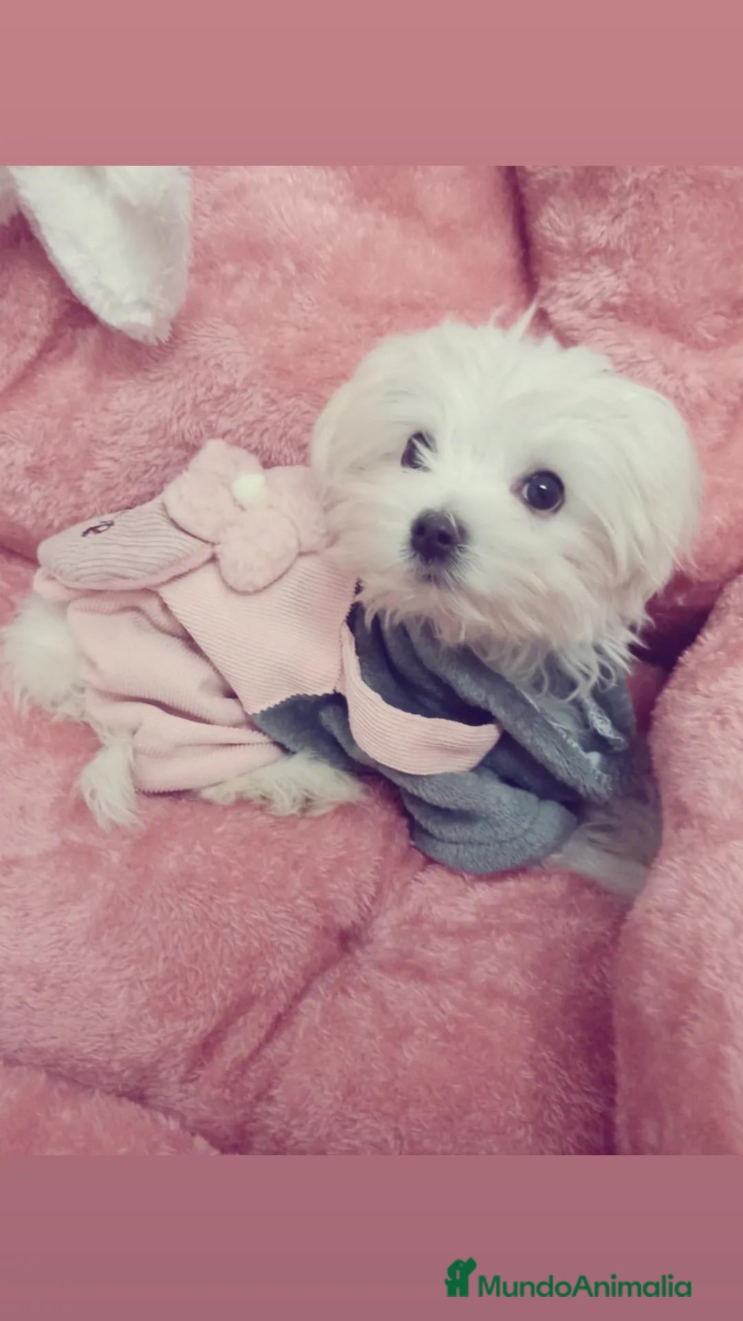 Bichón Maltés perros BICHON MALTES TOY - Anuncio 2