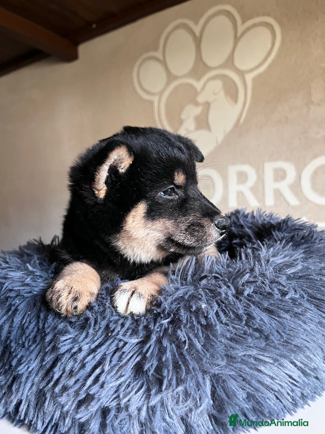 Shiba Inu perros en venta: Shiba inu  - Anuncio 2