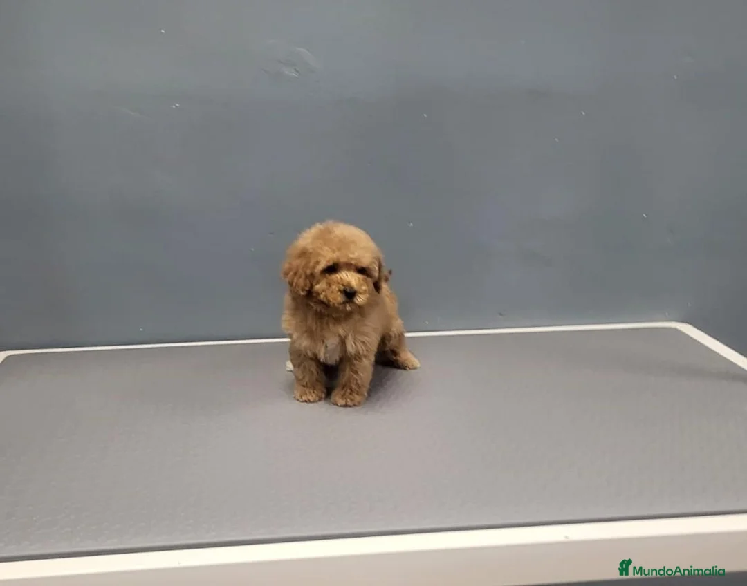 Raza Mixta perros en venta: Caniche - Anuncio 1