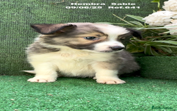 Border Collie perros en venta: BORDER COLLIE sable - Imagen 9